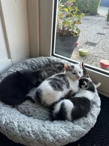 Lieve en ondernemende kittens zoeken hun nieuwe thuis - afbeelding 2