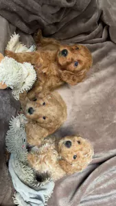 Labradoodle te koop verkopen Tilburg Nederland - 4815