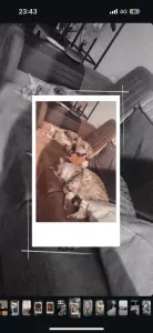 Bengaalse katten: broer en zus - afbeelding 4