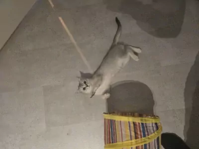 Luna 5 maanden poesje vader Brits korthaar - afbeelding 4