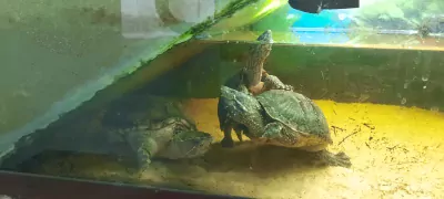 Schildpad te koop verkopen Tiel Nederland - 5256