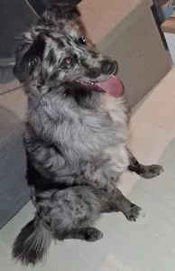 Australische herder te koop verkopen Vaassen Nederland - 5559