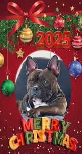 Lana de Pocket Bully - afbeelding 4