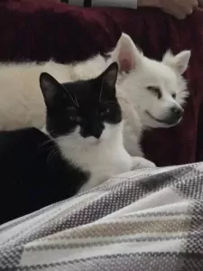 Geen Raskat te koop verkopen Helden Nederland - 5094