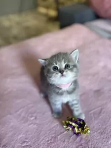 Britse korthaar kittens - afbeelding 1