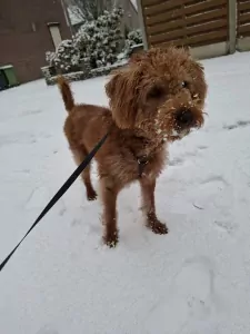 Zoeken een liefde volle thuis voor milo - afbeelding 2