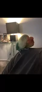 Agapornis koppel 5 jaar - afbeelding 2