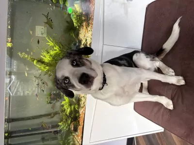 Pup van  9,5 maand - afbeelding 4