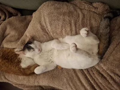 2 lieve katten te koop - afbeelding 5