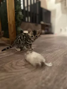 Kittens te koop - afbeelding 5