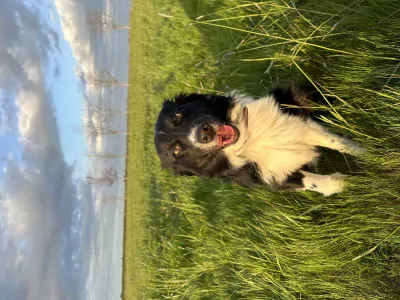 teef nestjes