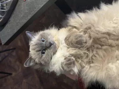 Ik zoek nieuw plekje voor mijn katje - afbeelding 4