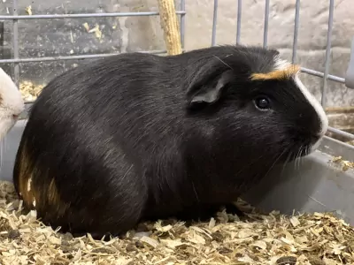 4 cavias for free - afbeelding 4