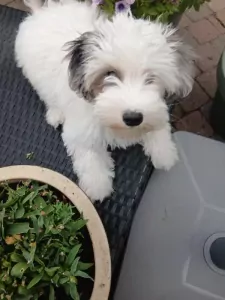 Maltezer te koop verkopen Den Haag Nederland - 5676