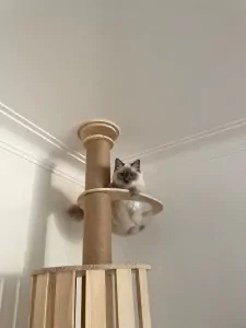 Ragdoll - afbeelding 4