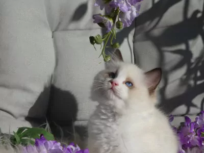 Raszuivere Ragdoll kittens uit geteste ouders met stamboom. - afbeelding 4