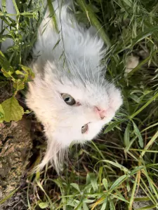 Maine Coon te koop verkopen Wognum Nederland - 5549
