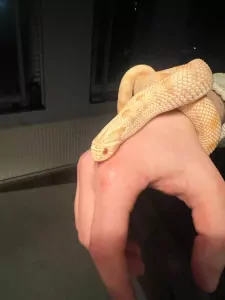 Heterodon Nasicus 0.1 Albino Conda - afbeelding 2