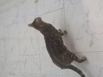 5 jarig bengaals poes zoekt nieuwe huisje - afbeelding 4