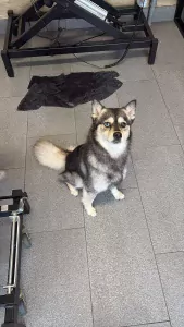 Pomsky te koop verkopen Maastricht Nederland - 5564