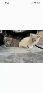 teef nestjes