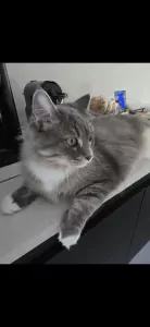 Maine Coon te koop verkopen Veghel Nederland - 5373