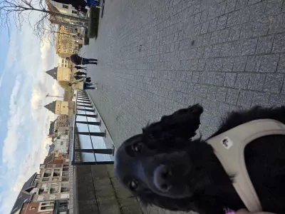 Engelse cockerspaniël te koop verkopen Heule Belgie - 5312