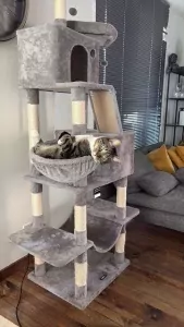 Lieve kat zoekt een nieuw baasje - afbeelding 3