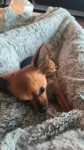 Chihuahua teefje 4 jaar - afbeelding 5