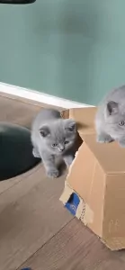 teef nestjes