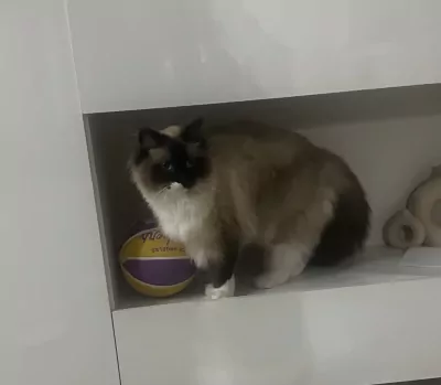 Ragdoll te koop verkopen Utrecht Nederland - 5357