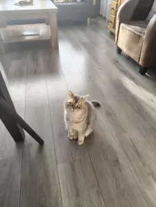 Schattige Britse korthaar - afbeelding 2