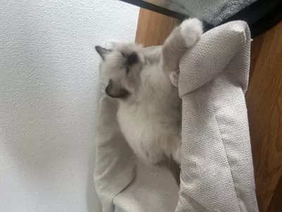 Ragdoll