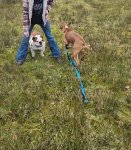 Boxer te koop verkopen Donkerbroek Nederland - 5263