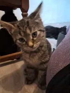 Lieve mix kitten zoekt forever home - afbeelding 2