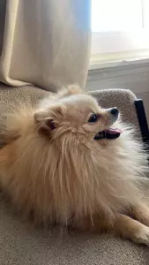 Wij zoeken een nieuw, liefdevol thuis voor onze lieve Snowy - afbeelding 2