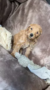 Prachtige labradoodle puppy’s - afbeelding 4