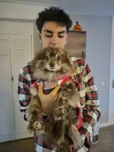 Prachtig lieve Koda zoekt gouden mand - afbeelding 4