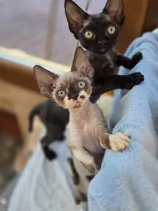 teef nestjes