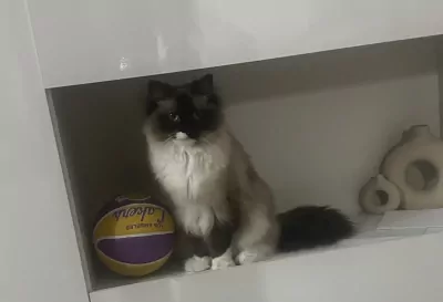 Ragdoll Brownie - afbeelding 2