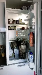 Bengaalse katten: broer en zus - afbeelding 6