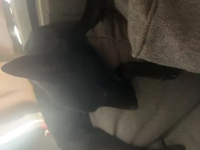 Mechelse herder te koop verkopen Noord Brabant Nederland - 5486