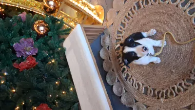 Border  Collie te koop verkopen Oude Pekela Nederland - 5786