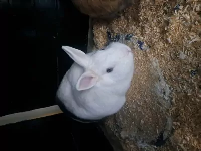 Lieve konijnen - afbeelding 4