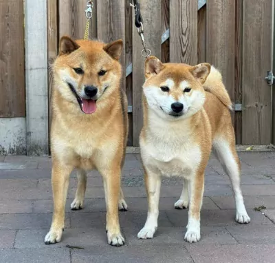 Shiba