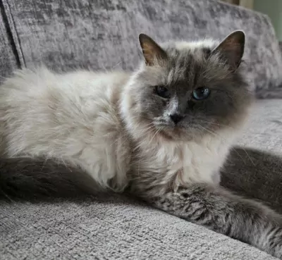 Lieve Ragdoll | 6 jaar - afbeelding 3