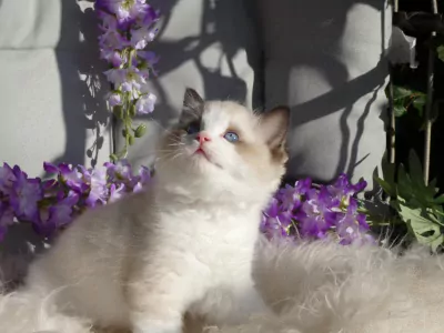 Raszuivere Ragdoll kittens uit geteste ouders met stamboom. - afbeelding 2