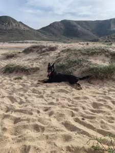 Nieuwe thuis gezocht voor Bo - afbeelding 2