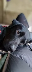 Labrador te koop verkopen Bunschoten-Spakenburg Nederland - 5286