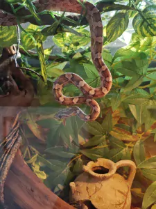 Vrouwelijke Korenslag met optioneel terrarium - afbeelding 4